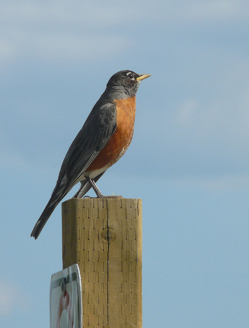 American Robin