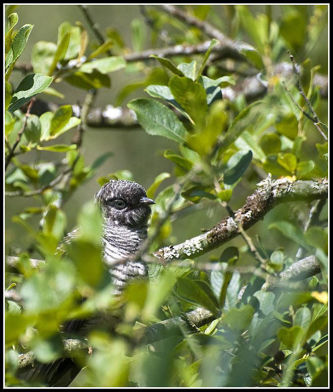 Juvenile Cuckoo