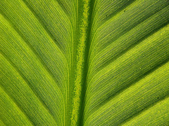 Banana leaf