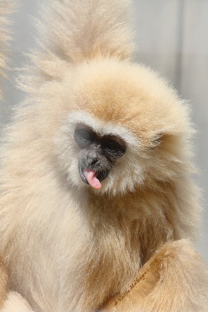 Gibbonkind Narumol (Wilhelma)