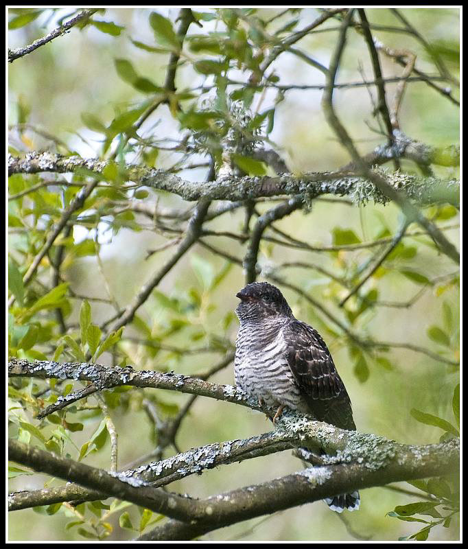 Juvenile Cuckoo