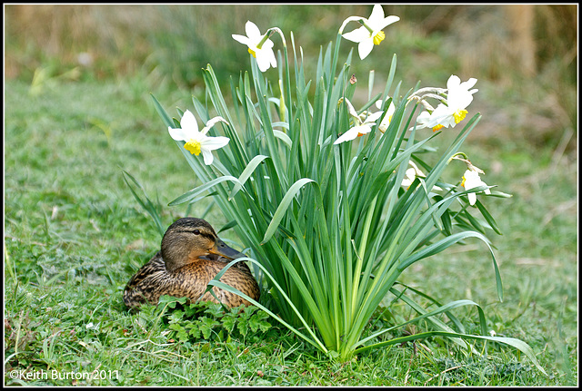 Signs of spring - Mallard and Tulips