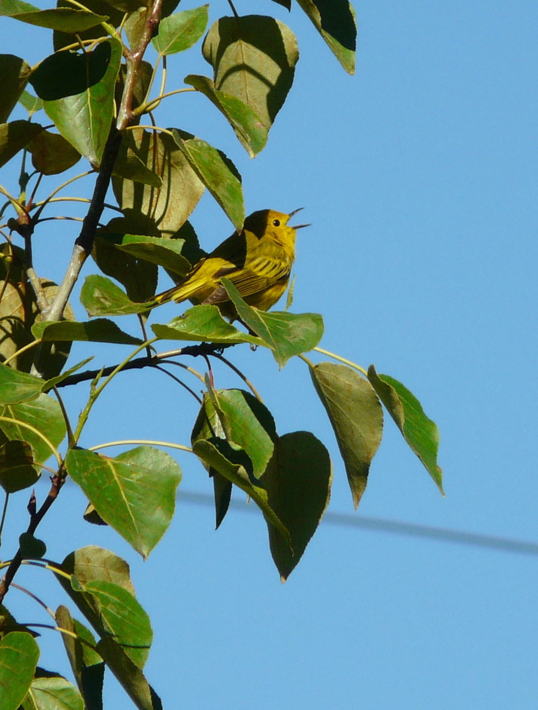 Singing its little heart out