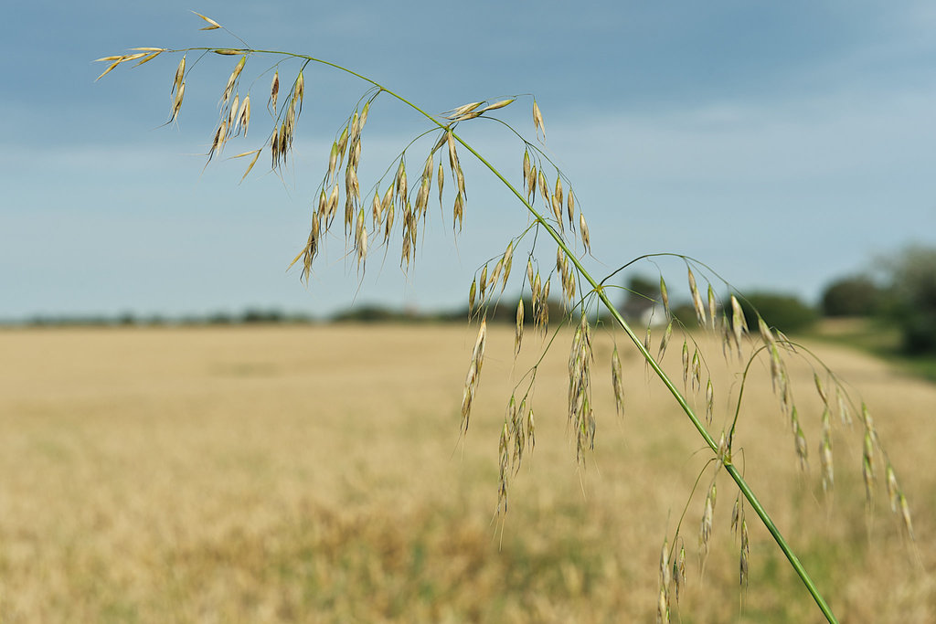 Grass amongst the corn