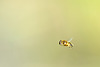 Hover Fly in flight