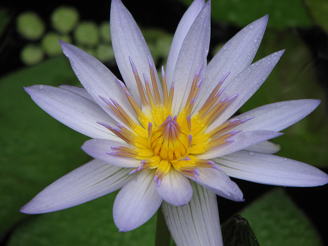 Water Lily