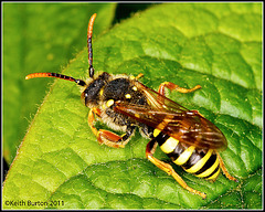 Nomada Bee (also known as Cuckoo Bee)