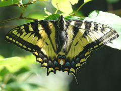 Tiger Swallowtail