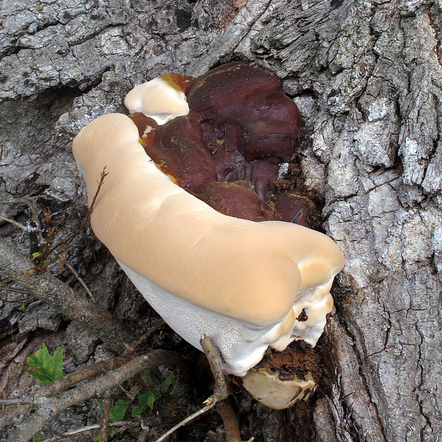 Champignon majestueux (Lozère, région Languedoc-Roussillon, France)