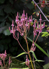 Verbena hastata