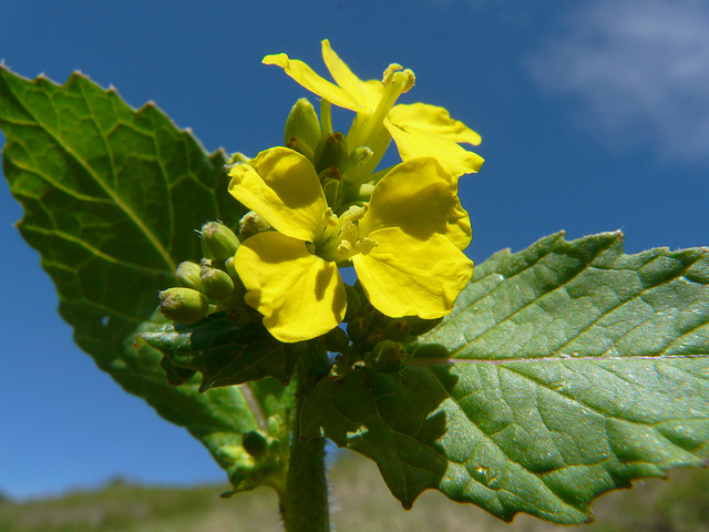 Mystery Mustard