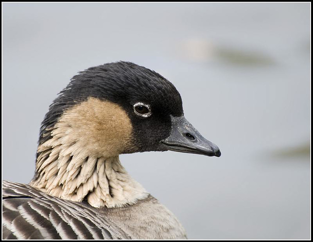 Nene Goose