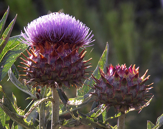 Cardoon