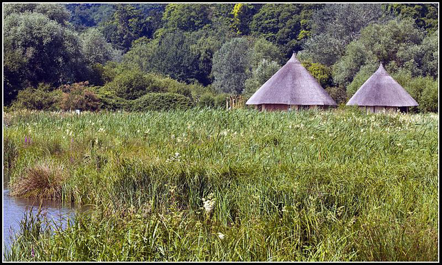 Wildfowl & Wetlands Trust Arundel