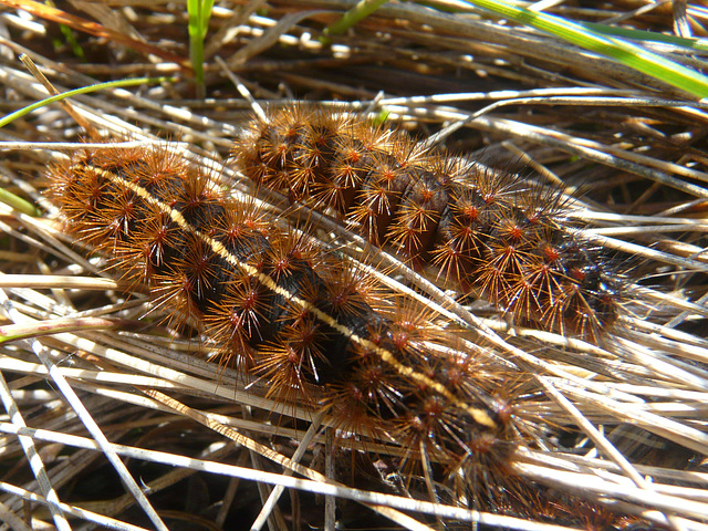 Caterpillars