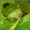 Shield Bug