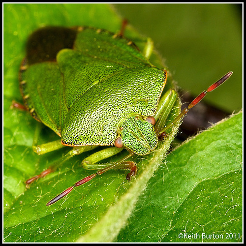Shield Bug