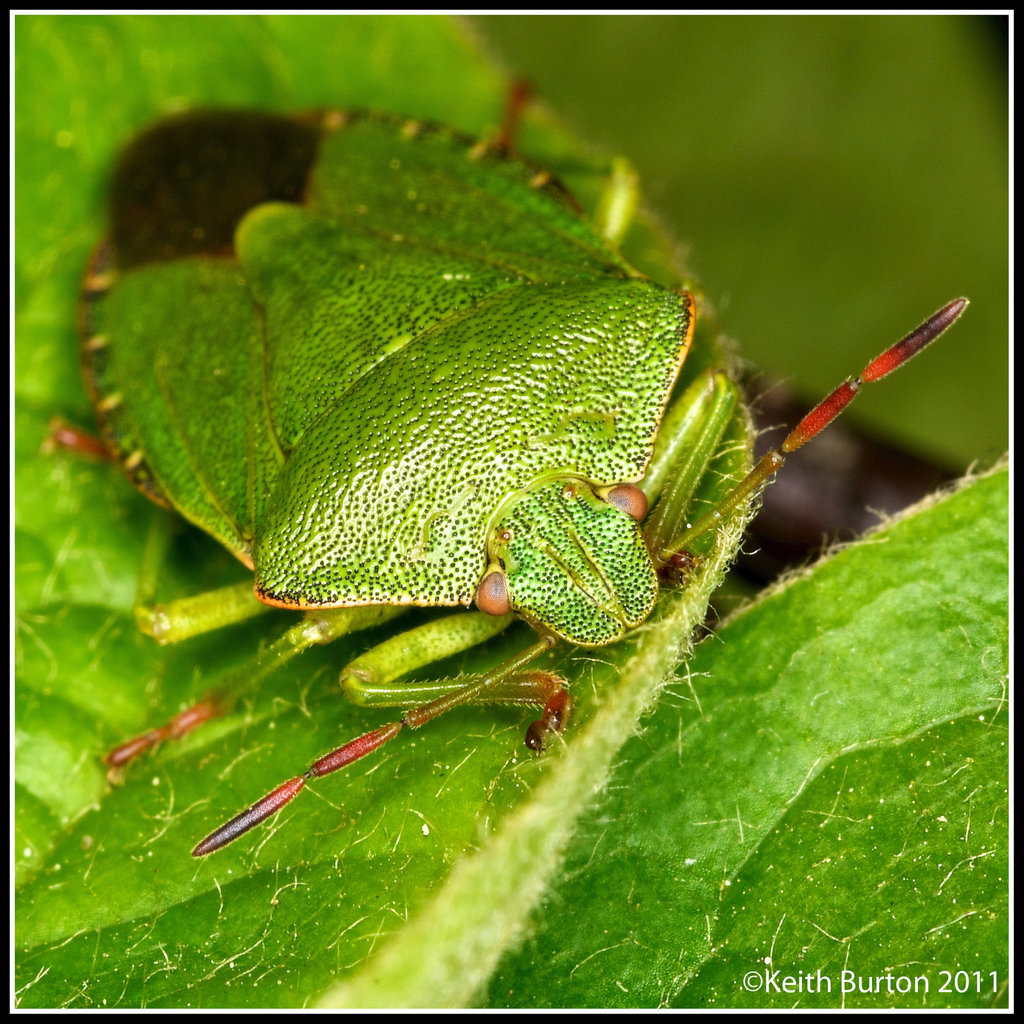 Shield Bug