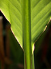 Banana leaf