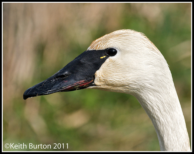 Trumpeter Swan