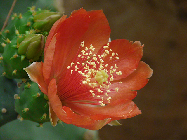 Cactus bloom