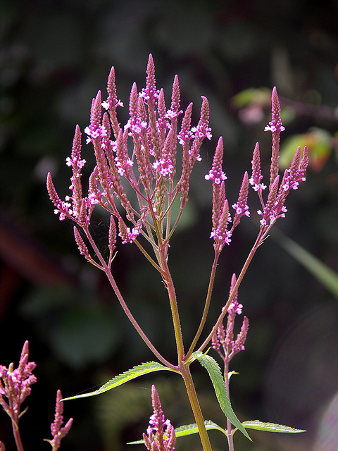 Verbena hastata