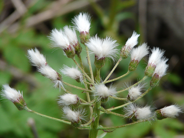 Sweet Coltsfoot seedhead