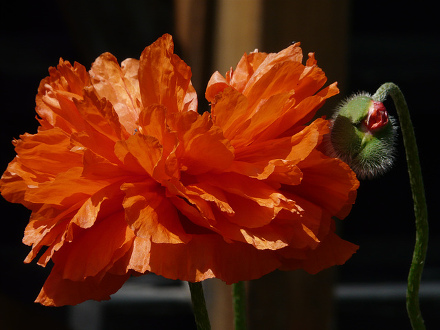 Oriental Poppy