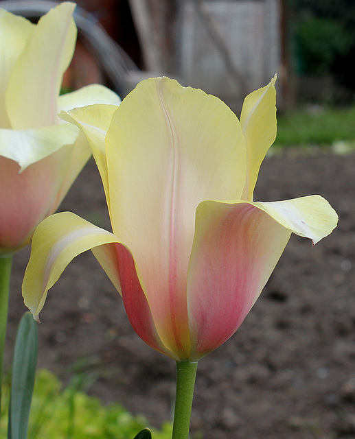 Tulipe ' Blushing Beauty'