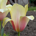 Tulipe ' Blushing Beauty'