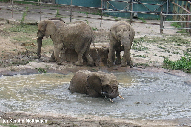 Afrikanische Elefanten (Opel-Zoo)