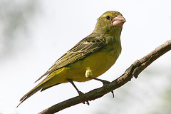 Weaver bird