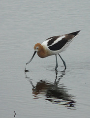 American Avocet