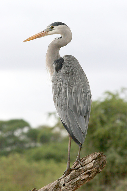 Grey Heron