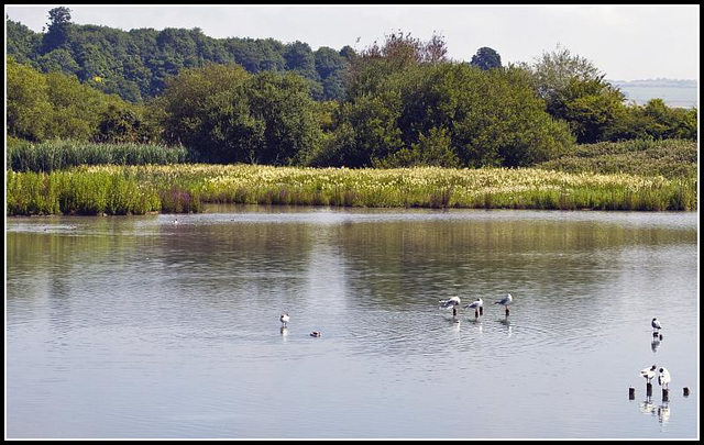 Wildfowl & Wetlands Trust Arundel