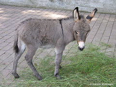 Hausesel-Fohlen (Opel-Zoo)