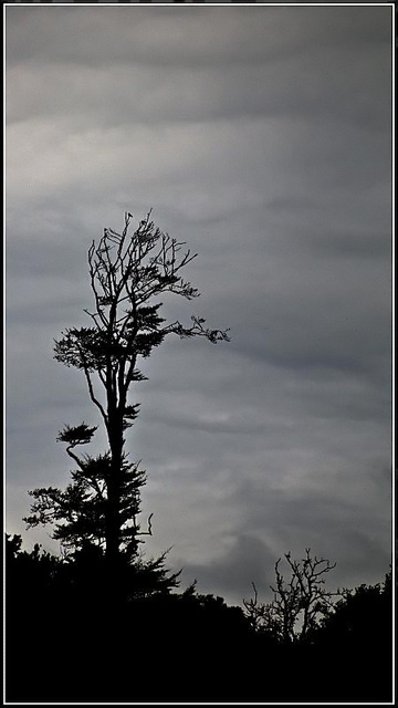 Tree silhouette