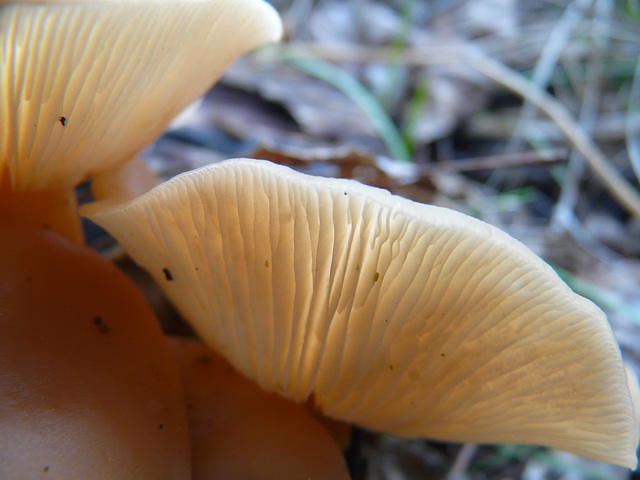 Mushrooms at Millarville