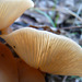 Mushrooms at Millarville