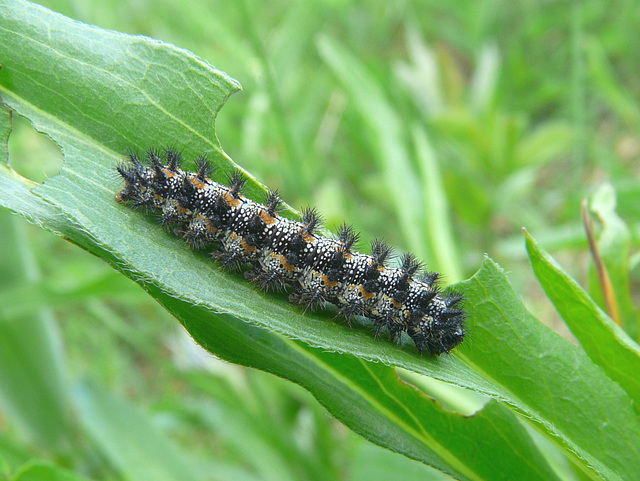Caterpillar Caterpillar