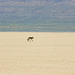 Coyote on the Alvord Desert