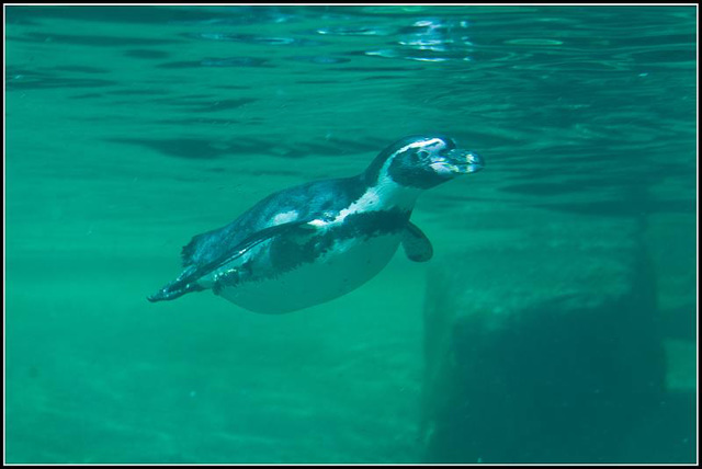 Humboldt Penguin