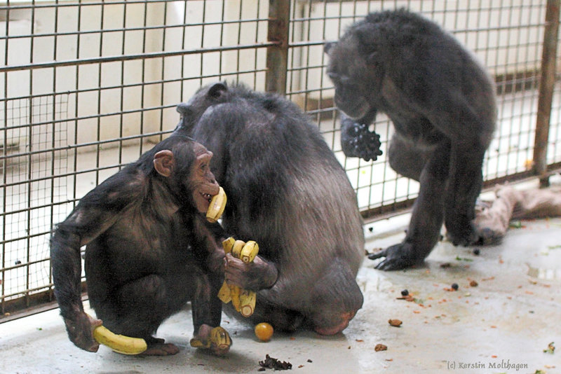 Gierhals (Leintalzoo Schwaigern)