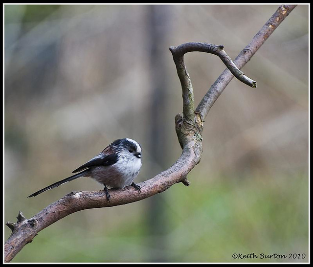 Long-Tailed Tit