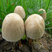 A mushroom cluster