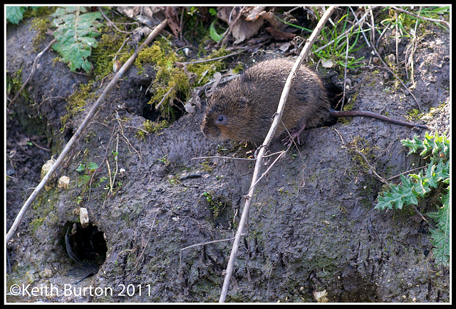 Water Vole