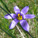 Blue-eyed grass