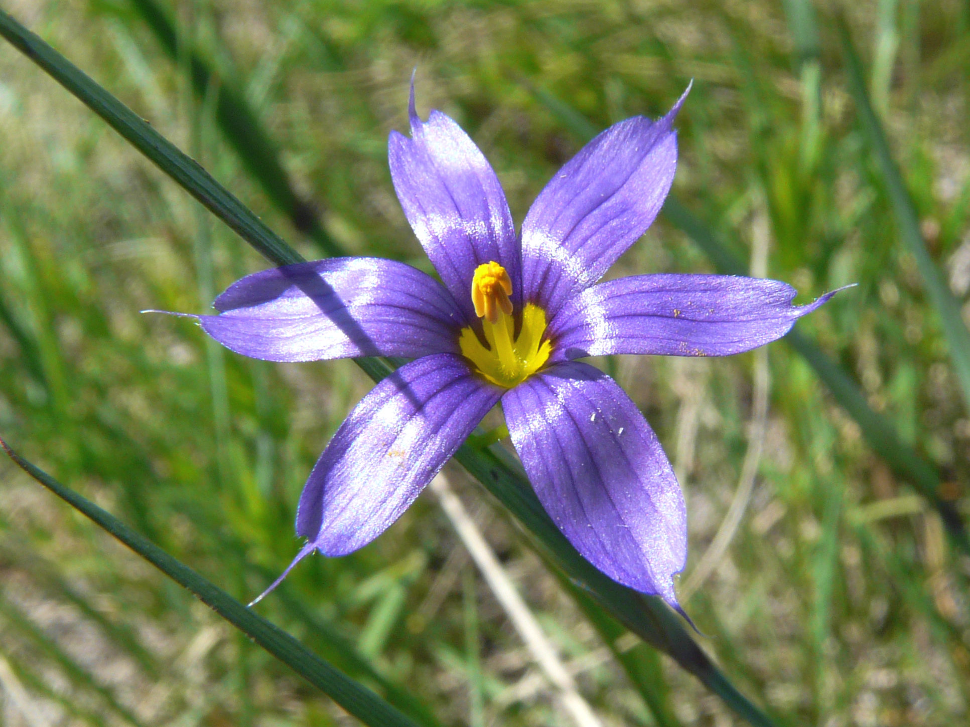 Blue-eyed grass