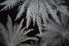 Dubai 2012 – Palm trees