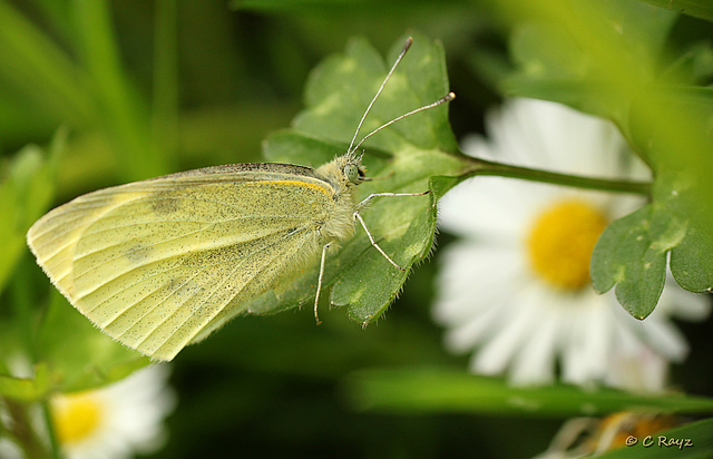 Small White